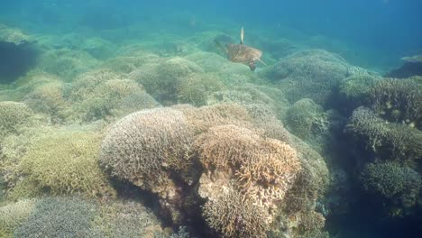 Sea-turtle-under-water