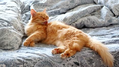 Süße-Ingwer-Katze-im-Bett-liegend.-Flauschige-Pet-ist-seine-Pfoten-lecken-und-Sie-schlafen-gehen.-Gemütliches-Zuhause-Hintergrund