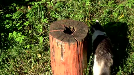 Domestic-cat-playing-on-decorative-tree-trunk-in-summer