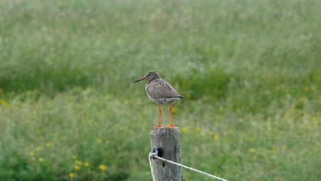 Redshank-bird-on-pole
