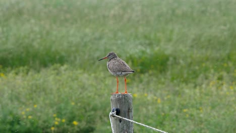 Rotschenkel-Vogel-auf-der-pole