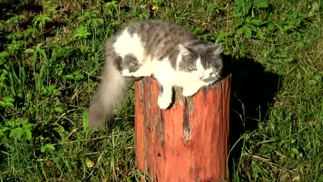 Hauskatze-Rast--und-wedelte-mit-Tail-auf-dekorativen-Baumstamm