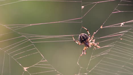 Spinne-Jagd-am-Morgen