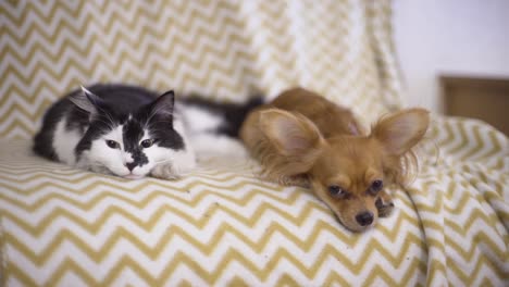 Perros-y-gatos.-Chihuahua-perro-y-gato-mullido-la-mentira-en-el-sofá-en-casa