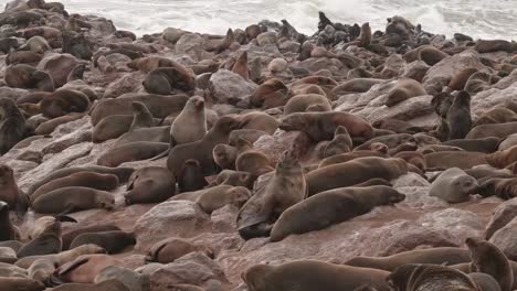 Dichtungen-am-Cape-Cross-Seal-Reserve