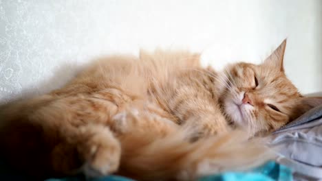 Cute-ginger-cat-lying-on-fabric.-Fluffy-pet-comfortable-settled-to-sleep