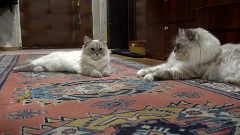 love-game-and-courtship-between-two-Siberian--color-point-cats-in-a-city-apartment