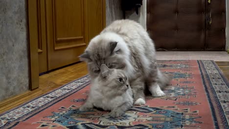 love-game-and-courtship-between-two-Siberian--color-point-cats-in-a-city-apartment