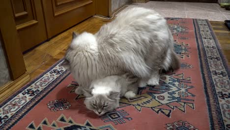 love-game-and-courtship-between-two-Siberian--color-point-cats-in-a-city-apartment