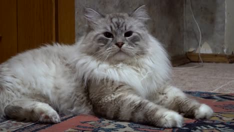 brutal-smug-Siberian-color-point-cat