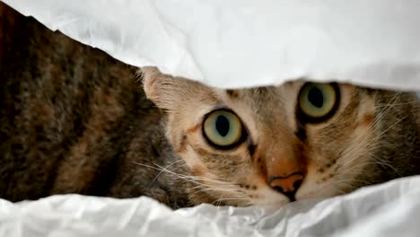 Gato-amarillo-tailandés-mintiendo-y-jugando-en-bolsa-de-plástico