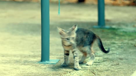 Tabby-kitte-play-alone