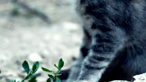 Süße-Tabby-Kitten-sehr-CloseUp-Handheld-Shot