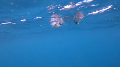 Piscina-de-aves-Piquero-y-agachándose-para-encontrar-peces-en-la-superficie-del-mar