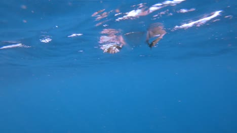 Booby-bird-swimming-and-ducking-to-find-fish-on-Sea-Surface