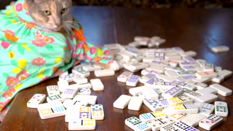 slow-motion-cute-cat-in-colorful-dress-playing-dominoes