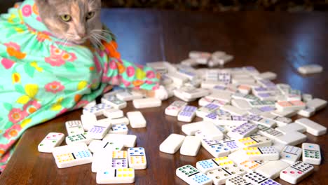 Slow-Motion-süße-Katze-im-bunten-Kleid-Domino-spielen