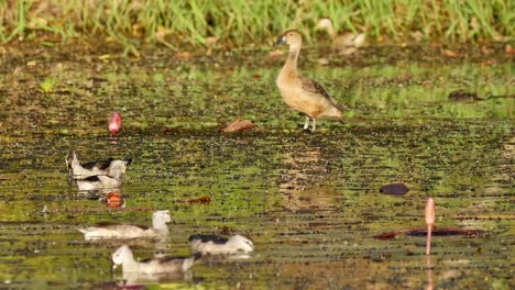 Ente-auf-Feuchtgebiet.