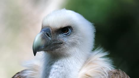 Close-Up-Griffon-Vulture-Kopf