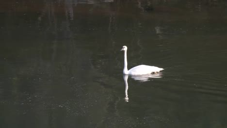 4K-60p-wide-shot-of-a-trumpeter-swan-in-yellowstone