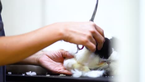 Schneiden-Katze-Zehennägel-im-Beauty-Salon-für-Hunde-und-Katzen