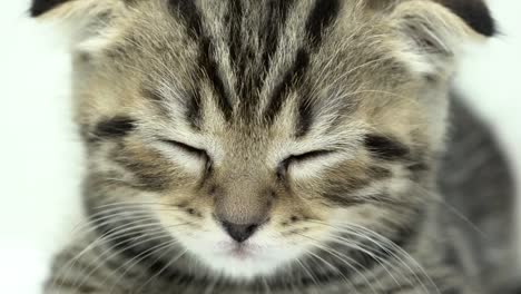 Kitten-is-sleeping-in-a-white-room.-Close-up