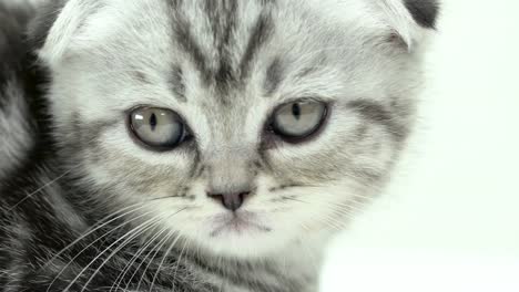 Kitten-spotted-scottish-fold-breed-sitting-.-White-background.-Close-up