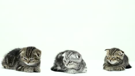 Many-small-kittens-scottish-fold-and-straight-are-running-around.-White-background