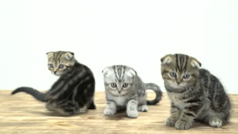 Agitated-kittens-run-around-in-different-directions.-White-background
