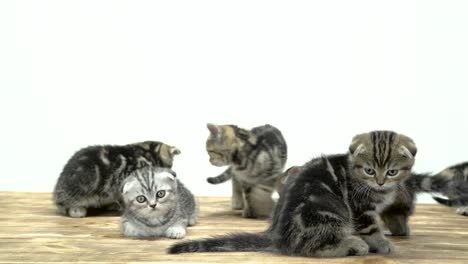 Viele-kleine-Kätzchen-scottish-Fold-und-geradeaus-laufen-umher.-Weißem-Hintergrund