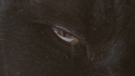 Schwarze-Katze.-Nahaufnahme-des-Fanges-einer-schwarzen-Katze