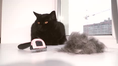 Wool.-A-combed-cat-from-a-wool