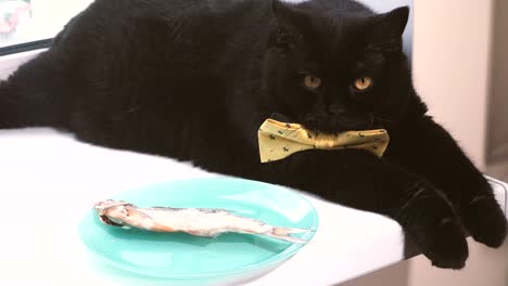 Black-cat.-Black-cat-with-yellow-bow-is-on-the-windowsill