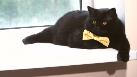 Black-cat.-Black-cat-with-yellow-bow-is-on-the-windowsill