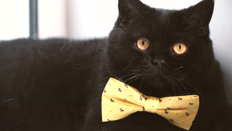 Black-cat.-Black-cat-with-yellow-bow-is-on-the-windowsill