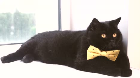 Black-cat.-Black-cat-with-yellow-bow-is-on-the-windowsill