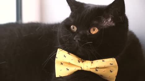 Gato-negro.-Gato-negro-con-lazo-amarillo-está-en-la-repisa-de-la-ventana