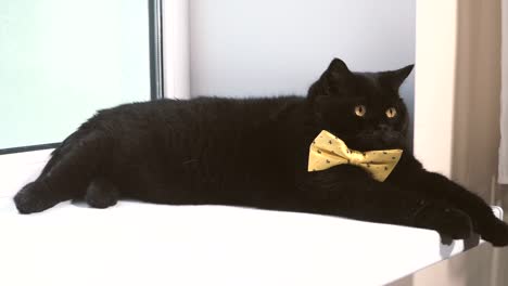 Gato-negro.-Gato-negro-con-lazo-amarillo-está-en-la-repisa-de-la-ventana