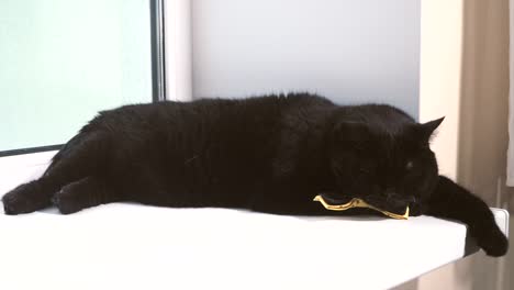 Black-cat.-Black-cat-with-yellow-bow-is-on-the-windowsill