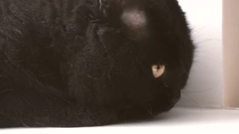 Black-cat.-Muzzle-of-a-black-cat