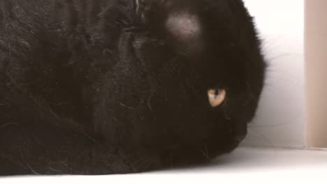 Gato-negro.-Hocico-de-un-gato-negro