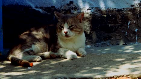 Gray-and-white-cat-relaxing-near-wall-in-animal-shelter