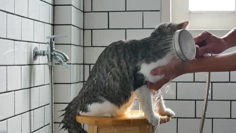 Ein-Mann,-ein-Bad-für-seine-Scottish-Fold-Katze-in-einer-Toilette-mit-Dusche-zu-nehmen.