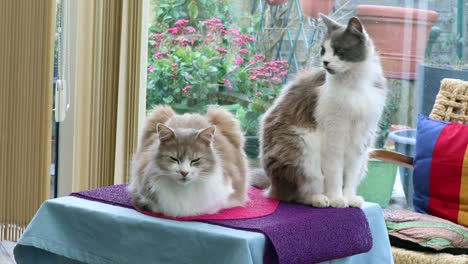 Two-Beautiful-Domestic-Cats-At-Home