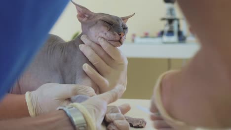 Pet-care-at-veterinarian.-Taking-blood-for-analysis-sphinx-cat-with-a-catheter.