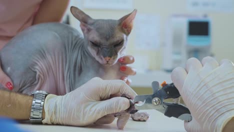 The-vet-cutting-the-claws-of-sphinx-bald-cat-in-the-veterinary-clinic,-close-up