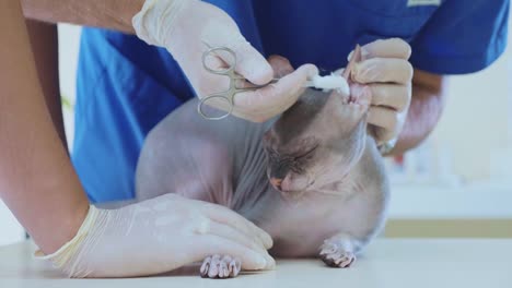 The-veterinarian-is-cleaning-the-ears-of-a-bald-sphinx-cat-at-veterinary-clinic