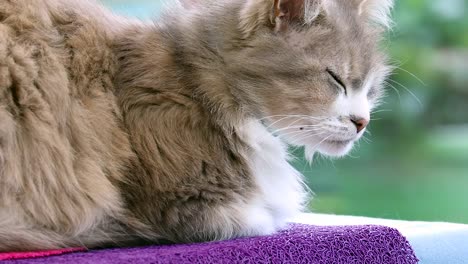 Beautiful-Domestic-Cat-Lying-On-The-Table