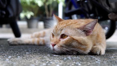 Primer-plano-marrón-gato-ser-sueño-en-tierra