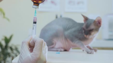 Veterinarian-does-the-vaccination,-injecting-the-cat-into-the-veterinary-clinic.